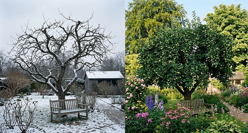 Ein kahler Apfelbaum im Winter im Vergleich zu einem belaubten Baum im Sommer, aufgenommen an derselben Stelle im Garten