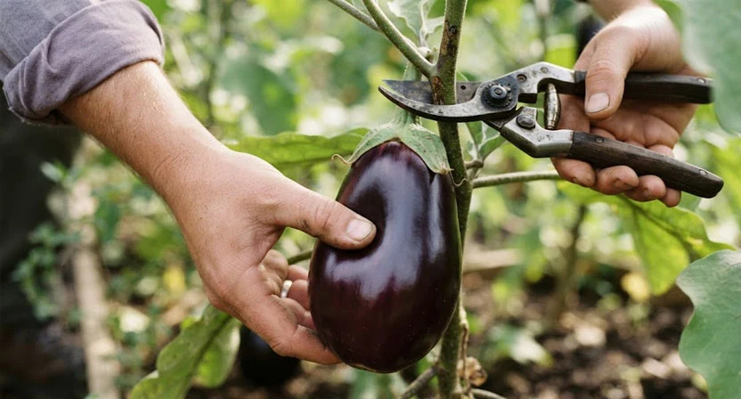 Nahaufnahme einer reifen Aubergine an der Pflanze, tiefviolette glänzende Schale, ein Daumen drückt leicht in die Frucht und die Delle federt zurück, eine Gartenschere setzt am holzigen Stiel an