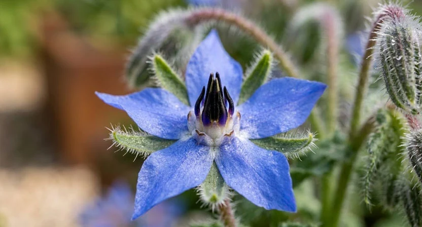 Nahaufnahme einer einzelnen blauen Borretschblüte mit schwarzen kegelförmigen Staubblättern in der Mitte