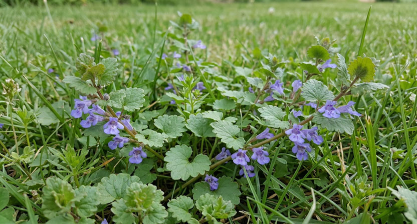 Kriechender Gundermann mit nierenförmigen Blättern und kleinen blau-violetten Blüten in den Blattachseln zwischen Rasengräsern