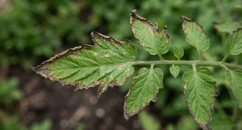 Nahaufnahme eines Tomatenblatts mit dunkel verfärbten, wie verbrannt wirkenden Blatträndern nach zu konzentrierter Jauchegabe