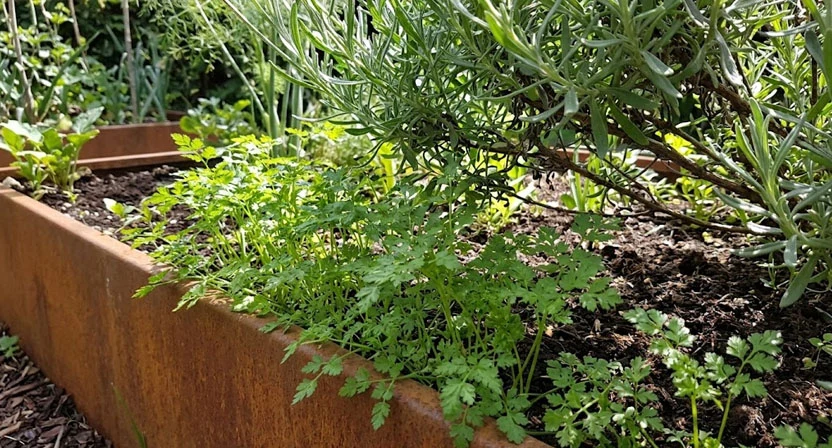Kerbelpflanzen wachsen im lichten Halbschatten am Rand eines Hochbeets, teilweise von einer höheren Nachbarpflanze beschattet