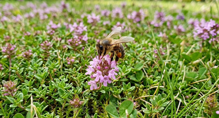 Eine Wildbiene sitzt auf einer kleinen rosa Thymianblüte inmitten eines kurz gehaltenen Kräuterrasens