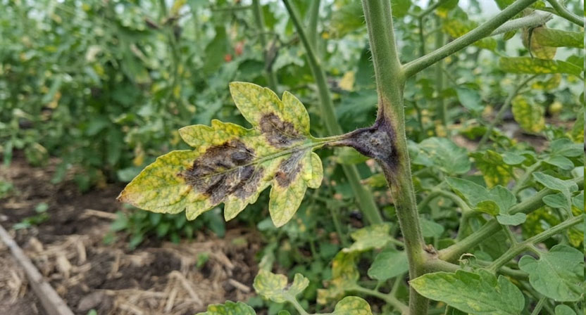 Braunschwarze Flecken ohne scharfen Rand auf einem Tomatenblatt mit beginnender Verfärbung am Stängel