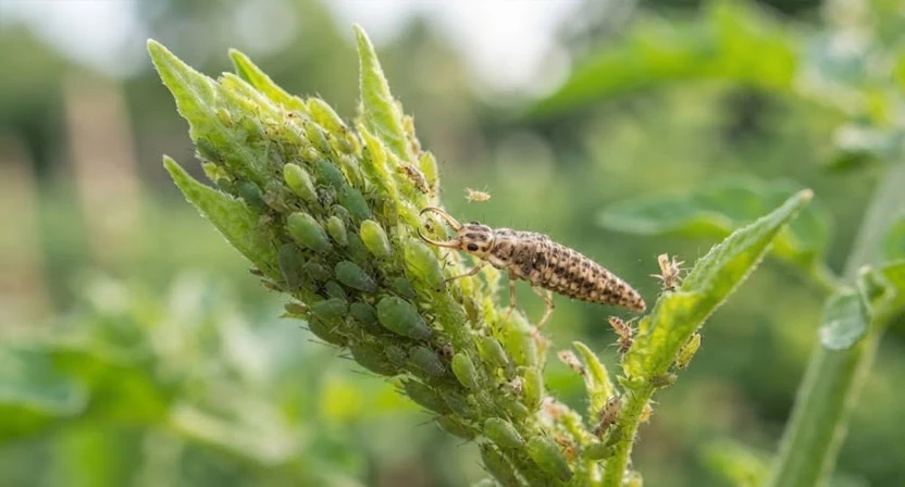 Eine spindelförmige Florfliegenlarve mit gebogenen Saugzangen bewegt sich zwischen grünen Blattläusen auf einer Triebspitze.