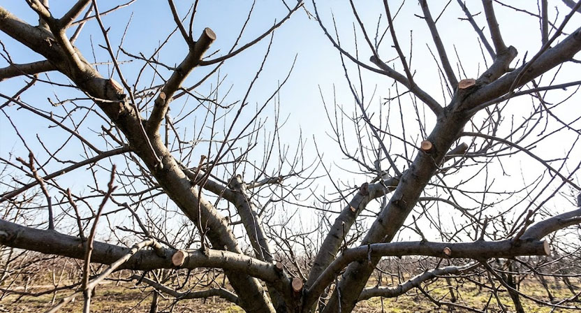Blick von unten in die aufgelichtete, kahle Krone eines Obstbaums nach dem Winterschnitt mit gut erkennbarem Astgerüst und viel Licht zwischen den Ästen