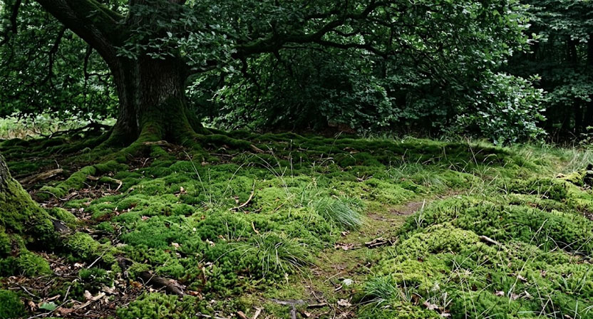 Ein ausgedünnter, moosdurchsetzter Rasenbereich im tiefen Schatten unter einem großen Laubbaum