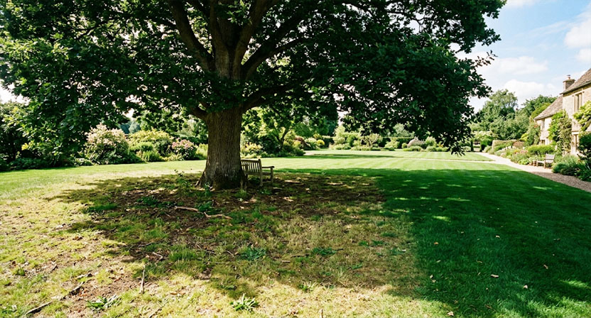 Eine Rasenfläche unter einem großen, belaubten Baum wirkt lichter und weniger dicht als die umgebende, sonnenbeschienene Fläche im Hintergrund