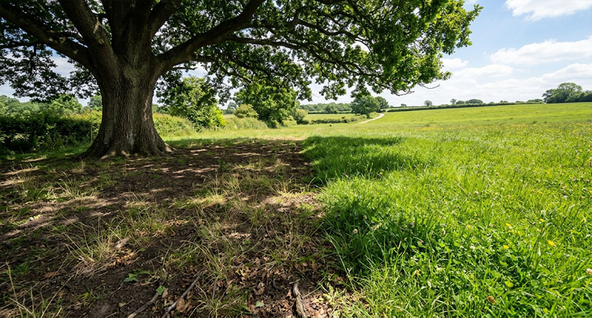 Lückiger, dünner Rasen unter einer großen Baumkrone im Vergleich zu dichterem Gras im angrenzenden sonnigen Bereich