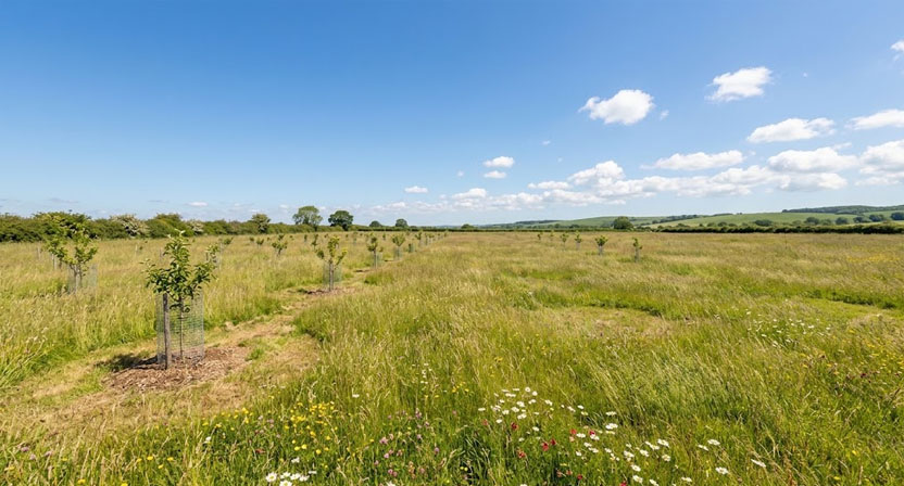Weitläufige, offene und sonnige Wiesenfläche ohne Gebäude oder Waldschatten, vorgesehen als künftiger Standort für eine Streuobstwiese