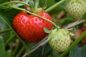 Erdbeeren im Hochbeet