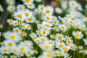 Gänseblümchen im Hochbeet