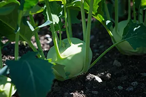 Kohlrabi im Beet