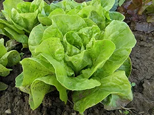 Kopfsalat im Hochbeet