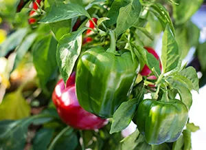 Paprika im Hochbeet