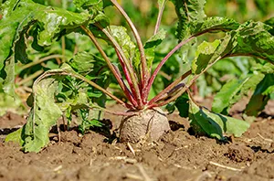 Rote Beete im Beet