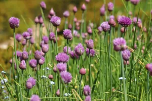 Schnittlauchblüten im Hochbeet