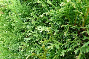 Thuja im Hochbeet