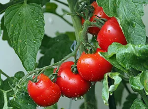 Tomaten  im Beet