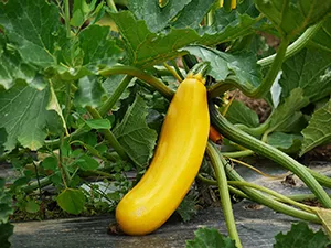 Kürbispflanze - Zucchini
