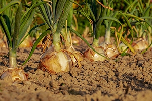 Frühlingszwiebeln im Hochbeet